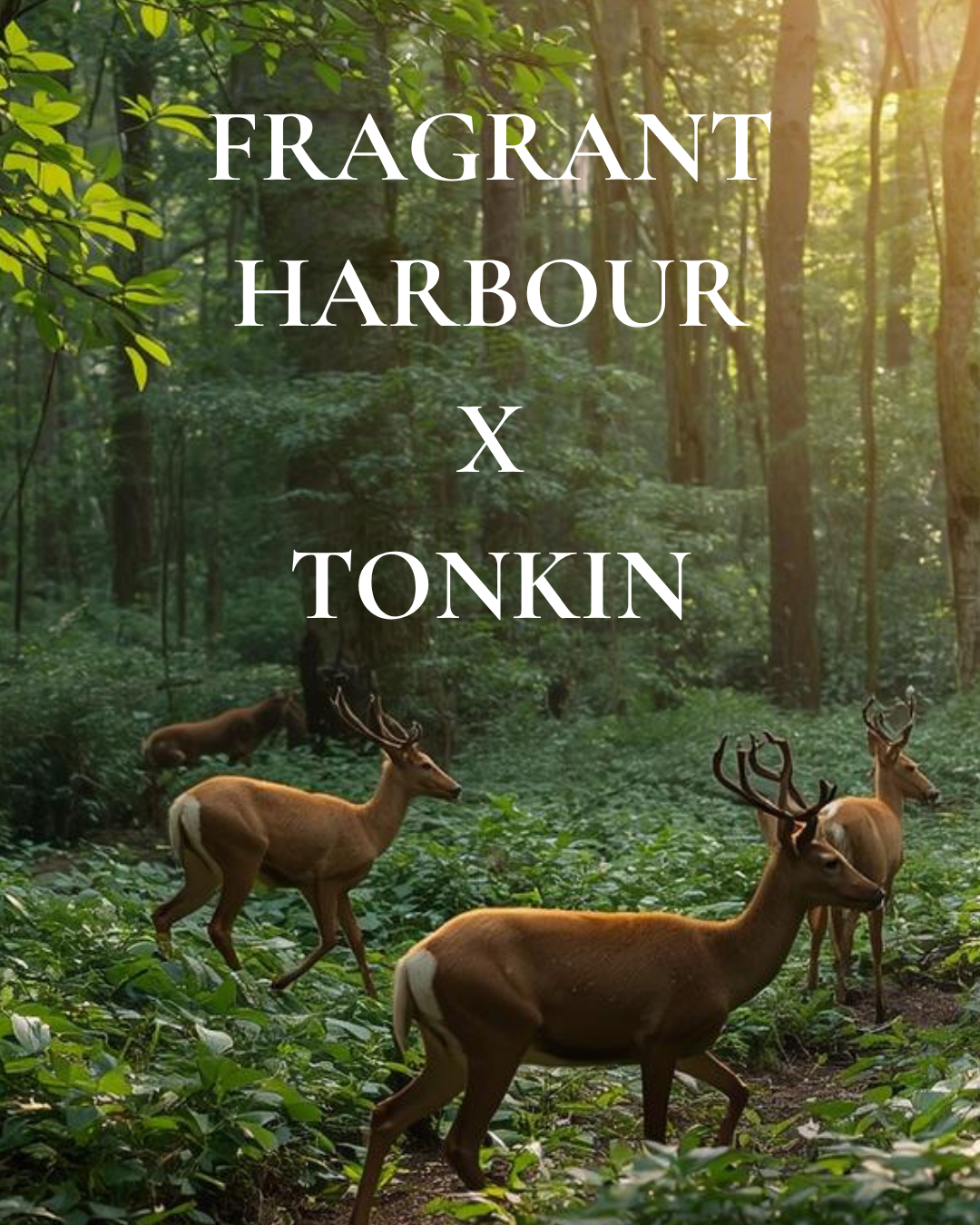 Fragrant Harbour X Tonkin