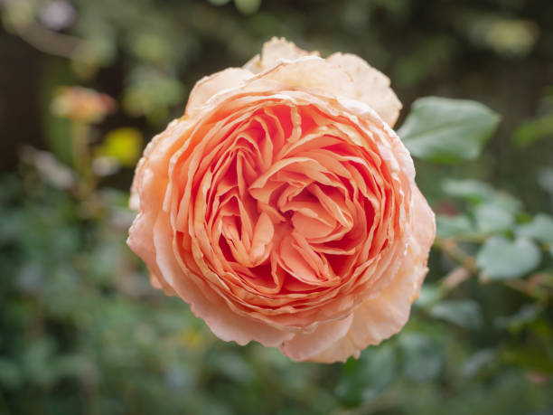 Rose Centifolia Abs